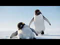 Lagu The Little Penguin Who Never Gave Up | Emotional Survival Story
