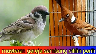 masteran burung paling perih dan sadis