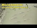 Download Lagu Mencari ikan saat musim kemarau banyak ikan gabus ikan nila ikan betok terjebak di sisa air lumpur