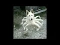 Cursed dog images