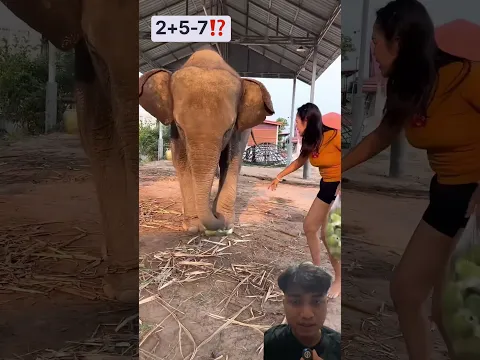 Gajah udah gak sabar mau makan #animal #fruit