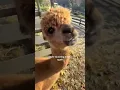 Download Lagu Never Touching A Lama Again😒 #never #touch #lama #spit #funny #meme #shorts