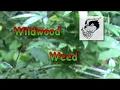 Wildwood Weed