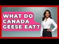 What Do Canada Geese Eat - Bird Watching Diaries