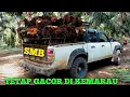 Download Lagu Jual Hasil Panen Ke 13 SMB U 10 Thn 1,8 ha ⁉️ 28.6.2025