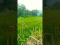 Download Lagu satu rasa cinta #suasanasawah #pemandanganbagus #perjalanan #trendingshorts #viral