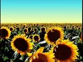 You Are My Sunshine .. Original Song...