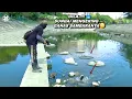 Buset..! Mancing di sungai mengering ganas sambaranya