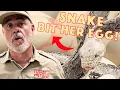 Big Momma Python Bites Her Own Egg