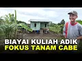 Download Lagu TANAM CABAI DEMI BANTU ADIK KULIAH  DI PAPUA; CERITA PETANI RANTAU DI LOKASI TRANSMIGRASI KALIMANTAN