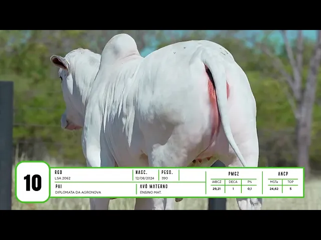 Novilha Nelore LSA - 2062