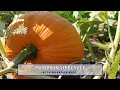 Pumpkin Lifecycle