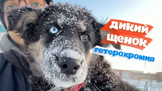 У щенка голубой глаз! Дети принесли бездомную пушистую девочку.