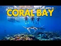 Download Lagu Dunia Bawah Laut Paling Cantik Kami Jumpa di Coral Bay, Western Australia | EP3 Ningaloo