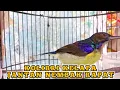 Download Lagu kolibri kelapa | wiceh | manggar | korlap jantan nembak rapat masteran / pancingan