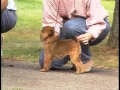 Brussels Griffon - AKC Dog Breed Series