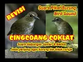 Lagu CINGCOANG PIKAT | PIKAT CINGCOANG RIBUT | PIKAT JONGKANGAN COKLAT