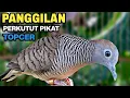 Download Lagu Perkutut Lokal Gacor Suara Paling Ampuh Untuk Pancingan Burung Perkutut Agar Bunyi