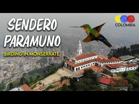 Birding in Monserrate, Bogota | City Birding Guide