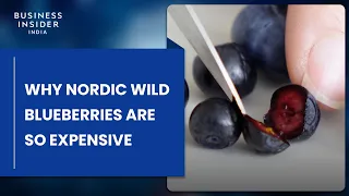 Download Why Nordic Wild Blueberries Are So Expensive MP3