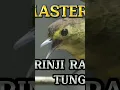 Download Lagu BRINJI RAMBUT TUNGGIR #masteranburung #brinji