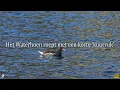 Download Lagu Het Waterhoen roept met een korte 'kuurruk'