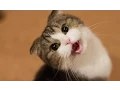 Download Lagu Kucing Lucu Dan Anak Kucing Mengeong. Kompilasi [Hd]