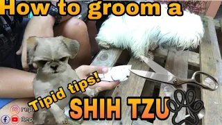 HOW TO GROOM A SHIH TZU | DIY grooming tips | shih tzu