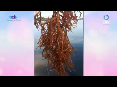Programa Vera Toledo: O cultivo de alga marinha está liberado em Santa Catarina
