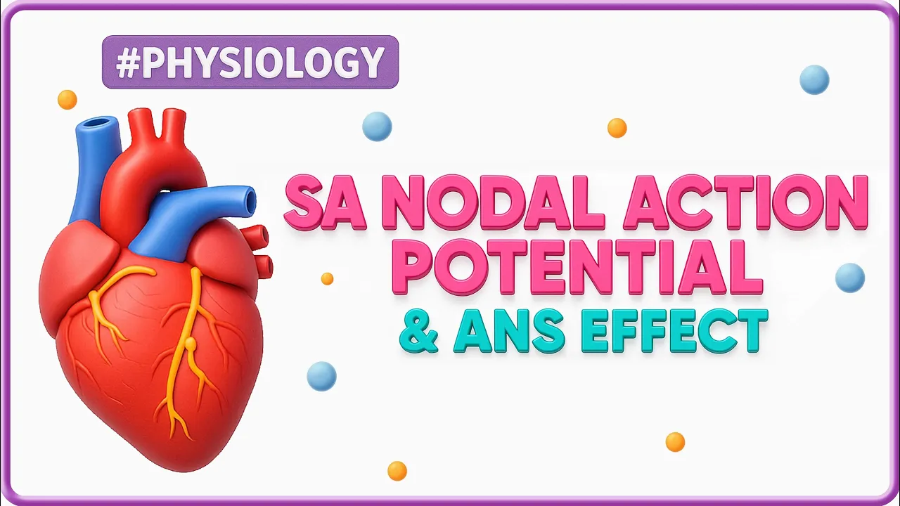 SA Nodal Action Potential & ANS Effects: Cardiac Physiology