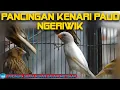 Download Lagu Pancingan kenari paud ngeriwik | Pancingan kenari Ombyokan