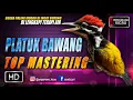 Download Lagu platuk bawang || TOP MASTERING MURAI BATU