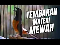Lagu MURAI BATU GACOR FULL ISIAN TEMBAKAN KASAR MEWAH AMPUH MELATIH MURAI BATU BONGKAR ISIAN