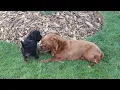 Cavapoo Puppy For Sale
