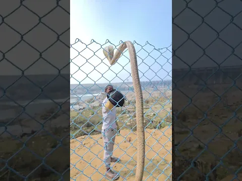 Indian Spectacle Cobra #shortvideo #youtubeshorts #trending