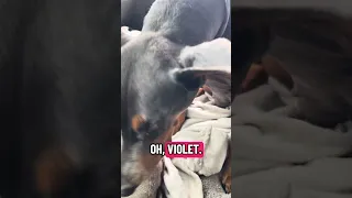 #fyp #dream #doberman #pets #youtube