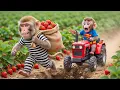 Lagu Monkey Funky Protects His Strawberry Farm From a Thief — His Clever Plan Solves the Problem 🍓🐒