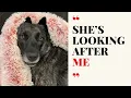 Hit By a Car and Sent to the Deadliest Shelter Then We Saved Her