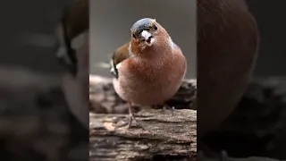 Common Chaffinch Call Sound For Hunting صوت الصلنج للصيد 