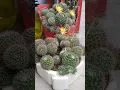 Download Lagu Mammilaria cactus.