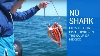 NOT Eaten by a Bull shark while Spear Diving in the Gulf of Mexico 1/3