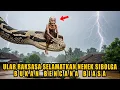 VIRAL❗❗PENAMPAKAN ULAR RAKSASA MENYELAMATKAN NENEK SIBOLGA