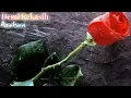 Download Lagu Faisal Asahan Demi Kekasih