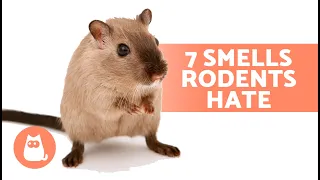 Download 7 SMELLS That MICE and RATS HATE 🐀❌ They Can't Stand Them! MP3