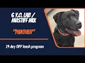 LABRADOR - MASTIFF MIX DOG TRAINING