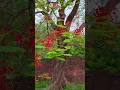 Download Lagu #Summer blooms#Royal Poinciana#Flamboyant