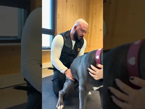#dog #chiropractor #chiropractic @PhysicalOnePlus