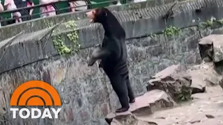 China zoo denies that sun bear is a human in a costume