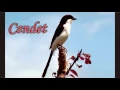 Download Lagu SUARA BURUNG - Suara Burung Cendet Kepala Hitam Gacor