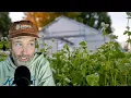 Lagu How to Find Good (Safe) Mulch + Chemicals Can Grow Lots of Food